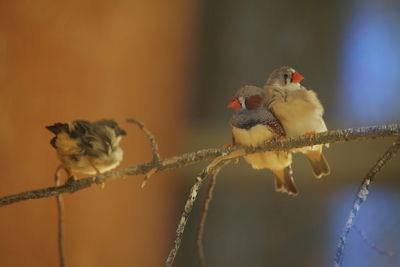 Birds perching on a branch