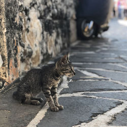 Side view of a cat on the road