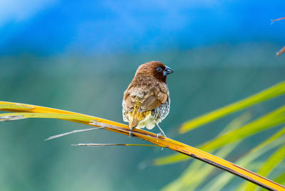 Rear view of scaly-breasted munia perching on stem