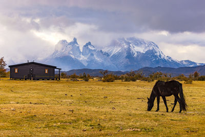Horse silhouetted against torres del paine, chile, patagonia