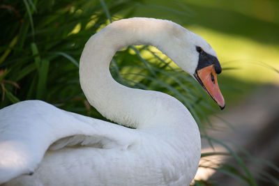 Close-up of swan