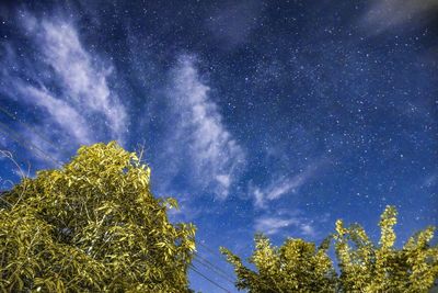 Low angle view of trees against sky at night