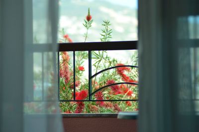 Close-up of poppy flowers against window