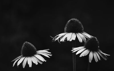 Close-up of dandelion flowers