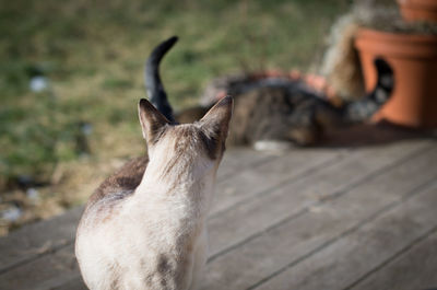 Close-up of cat