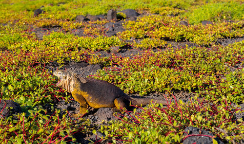 Close-up of a turtle