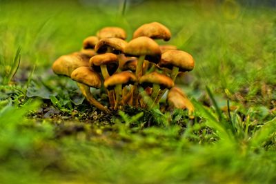 Close-up of mushrooms growing on field