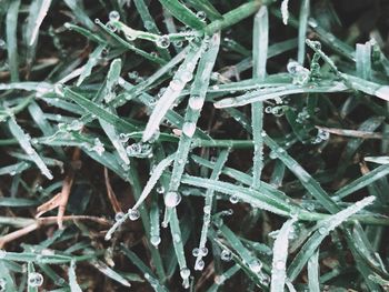 Full frame shot of frozen plants