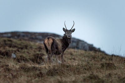 Deer on rock against sky