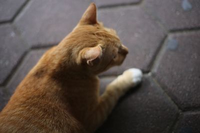 High angle view of a dog on footpath