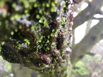 Close-up of tree trunk