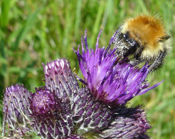 Close-up of purple flower