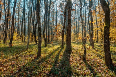 Autumn forest in the morning. long shadows from tree trunks. green grass, yellow leaves,