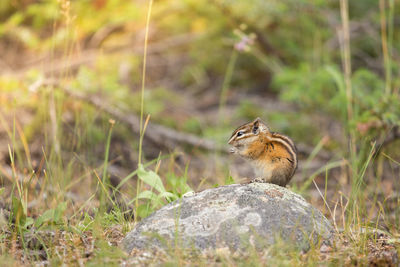 Close-up of squirrel on grass