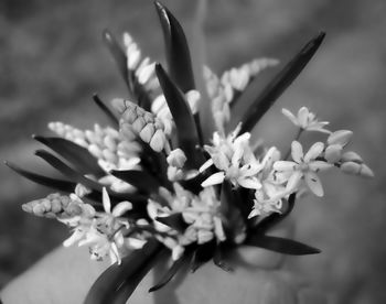 Close-up of flowers