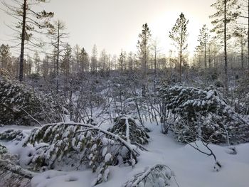 Trees on snow covered field against sky