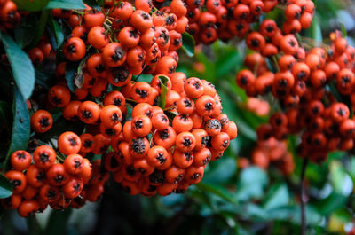 Close-up of berries on tree