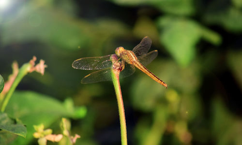 Close-up of dragonfly on flower