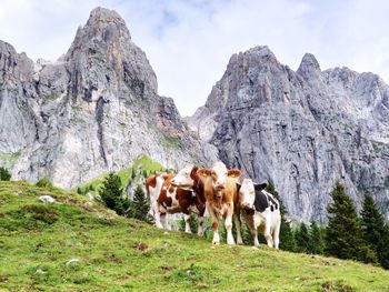 Cows standing in a field against rocky mountains