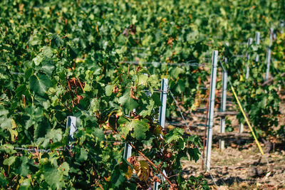 Plants growing in vineyard