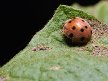 Close-up of ladybug on plant