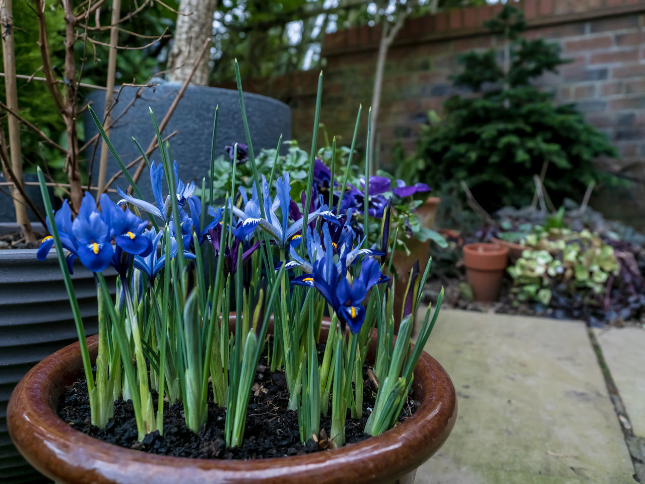 CLOSE-UP OF PURPLE FLOWERING PLANT IN YARD