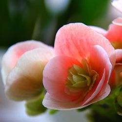 Close-up of pink flowers