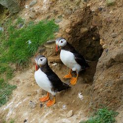 High angle view of puffins on field