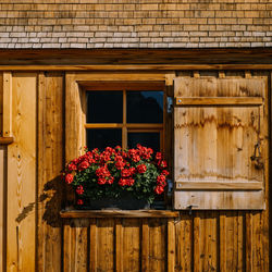 Flower pot by window of house