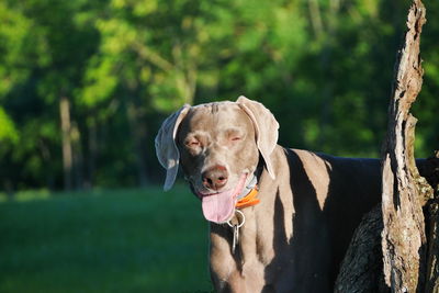 Close-up portrait of dog