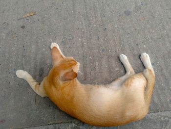 High angle view of dog sleeping on footpath