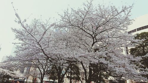 Low angle view of blooming tree against sky