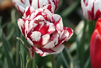 Close-up of pink flowers