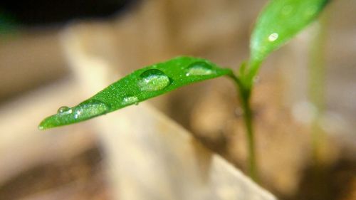 Close up of leaves