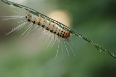 Close-up of insect on plant