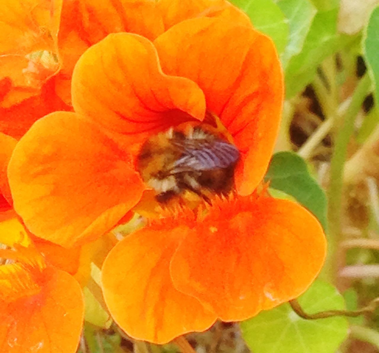 flower, petal, orange color, fragility, nature, beauty in nature, flower head, growth, freshness, one animal, plant, animal themes, insect, animals in the wild, bee, no people, outdoors, blooming, day, close-up, pollination, buzzing