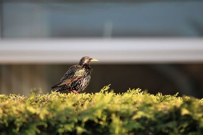 Close-up of bird perching on plant