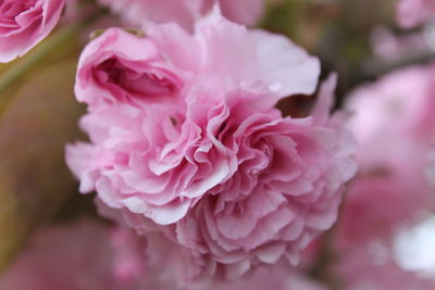 Close-up of pink rose