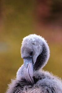 Grey juvenile young american flamingo, phoenicopterus ruber, in the middle of a flock.