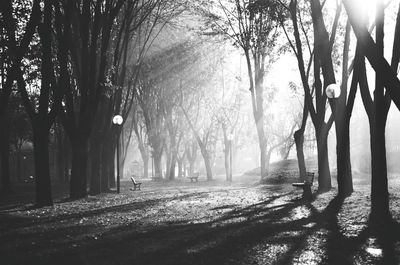 Footpath amidst trees in park