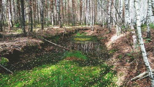 Trees in forest