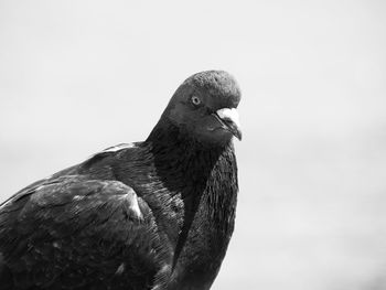 Close-up of a bird