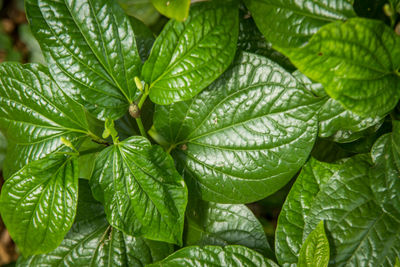 Close-up of wet plant leaves