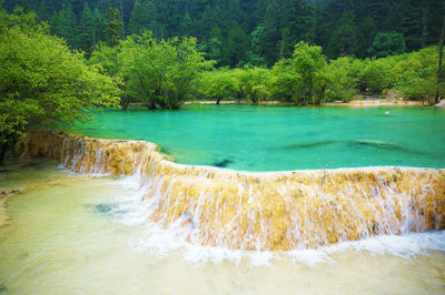 Scenic view of forest