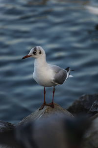 Seagull perching on a beach