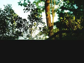 Low angle view of silhouette trees against sky