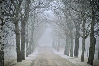 Road amidst trees in forest during winter