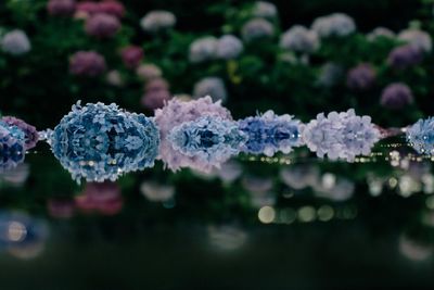 Close-up of frozen plant