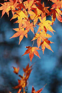 Close-up of maple leaves against blurred background