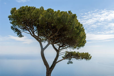 The crown of a cedar tree against a blue sea and blue sky that merge almost seamlessly